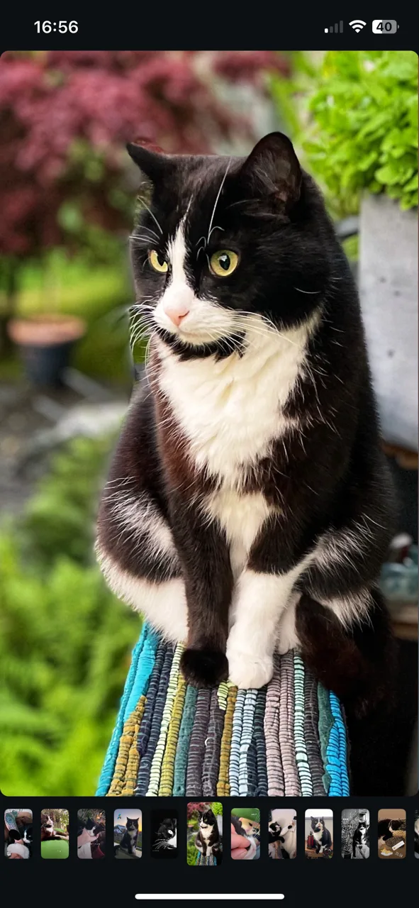 Milo ist erst 2 Jahre alt.